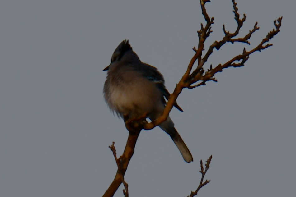 Blue Jay - ML646784899