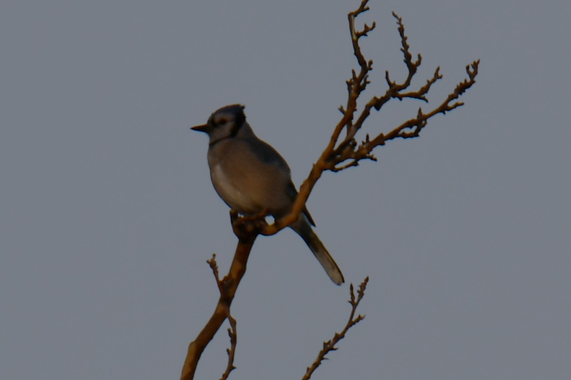 Blue Jay - ML646784900