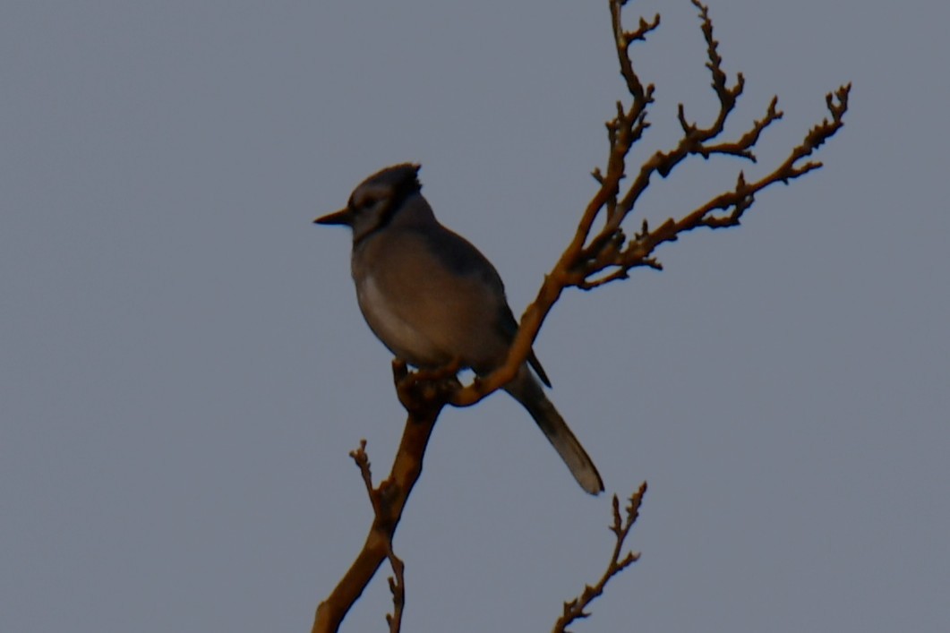 Blue Jay - ML646784901