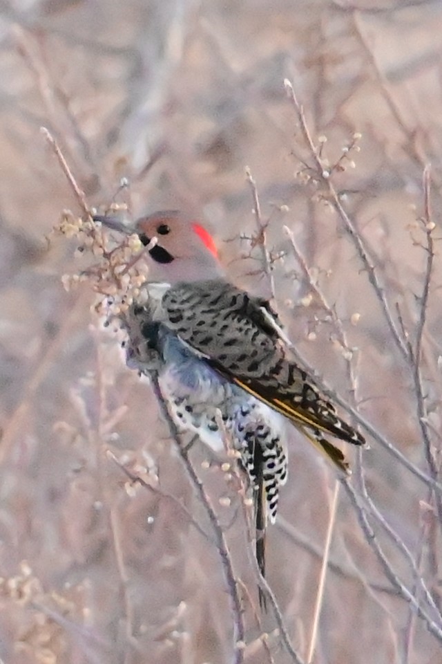 Altın Ağaçkakan - ML646784903