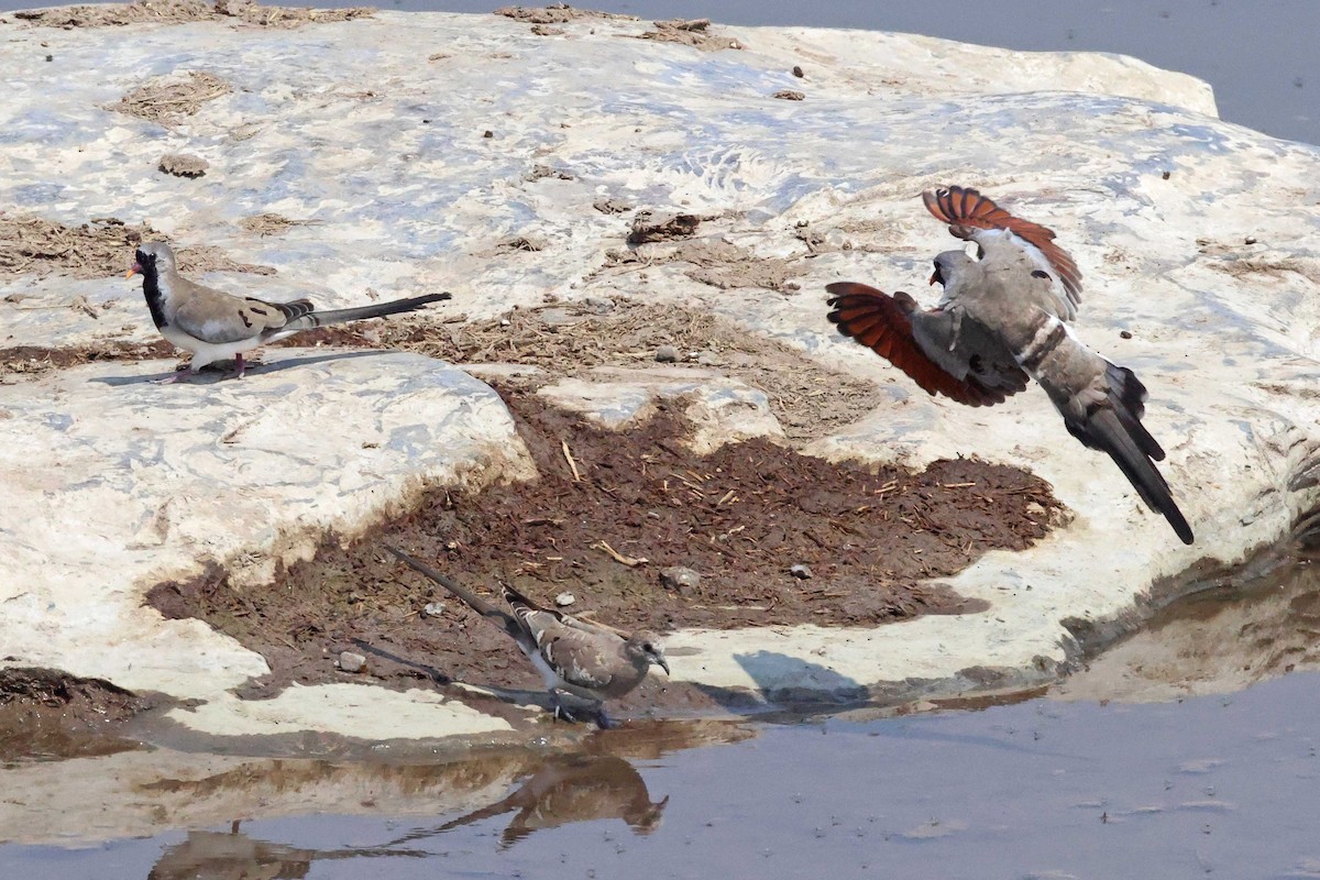 hrdlička kapská - ML646784909