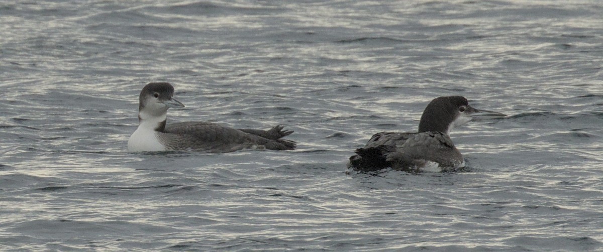 Common Loon - ML646784910