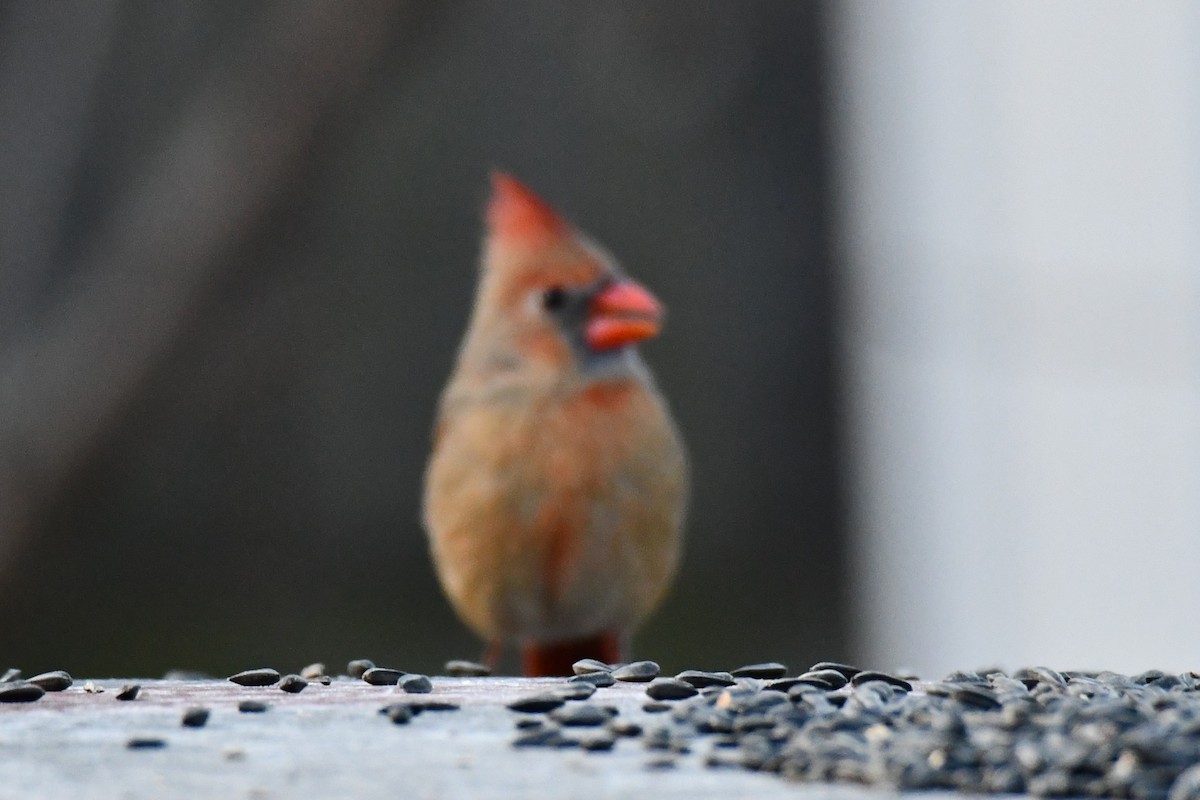 Northern Cardinal - ML646784911