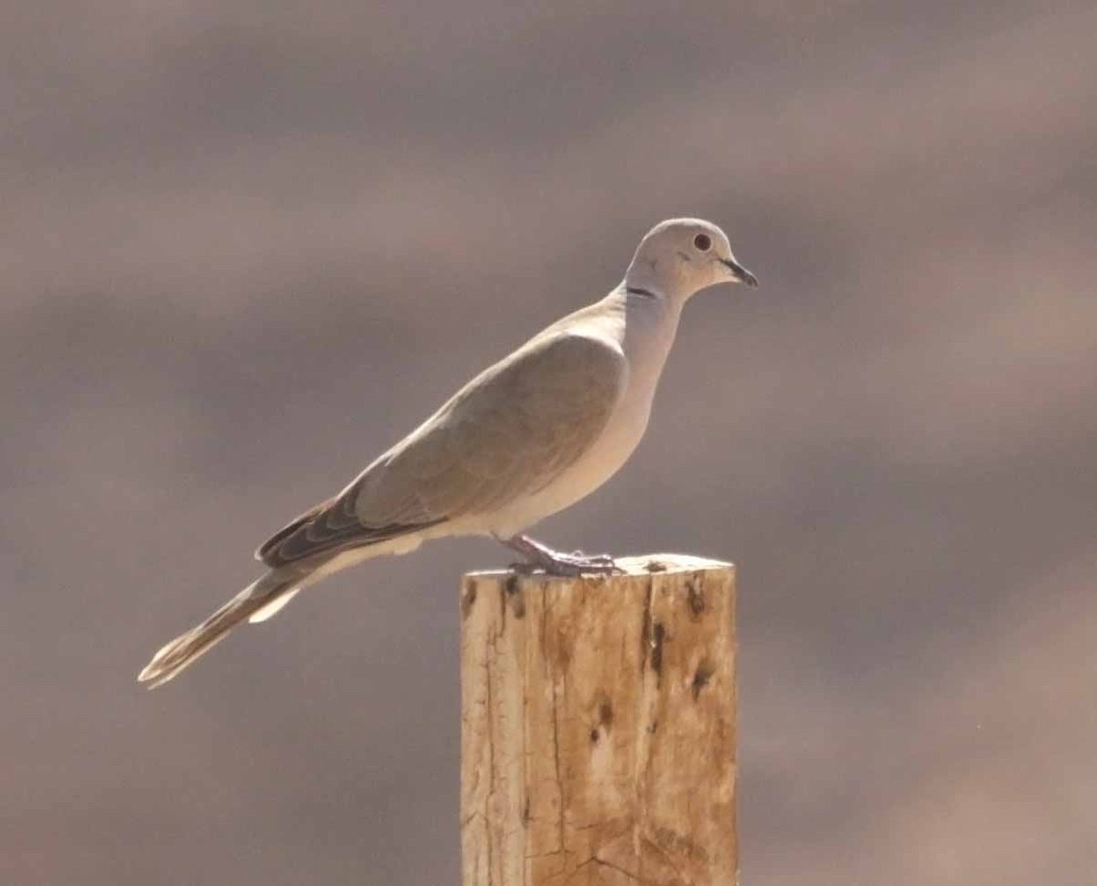 Сахельская горлица - ML646784912