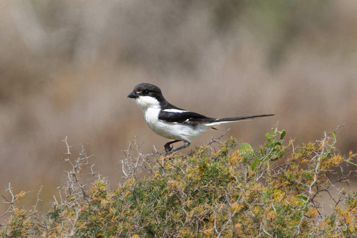 Fiskalwürger - ML646784914