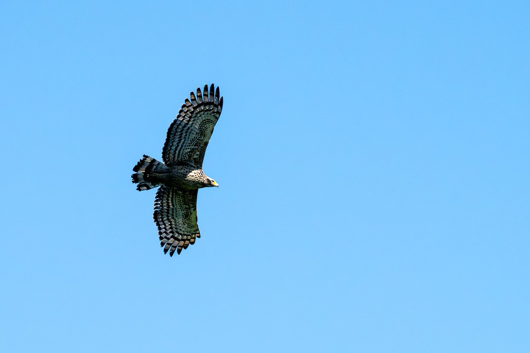Crested Serpent-Eagle - ML646784922