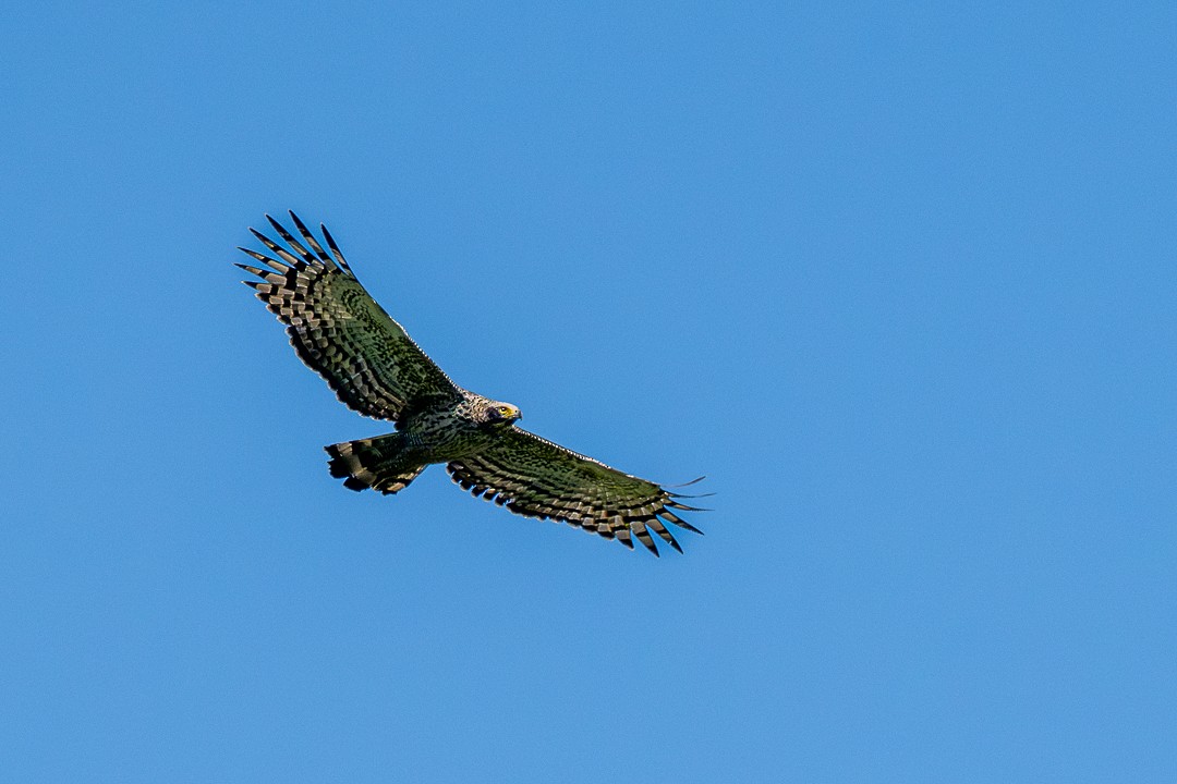 Crested Serpent-Eagle - ML646784923