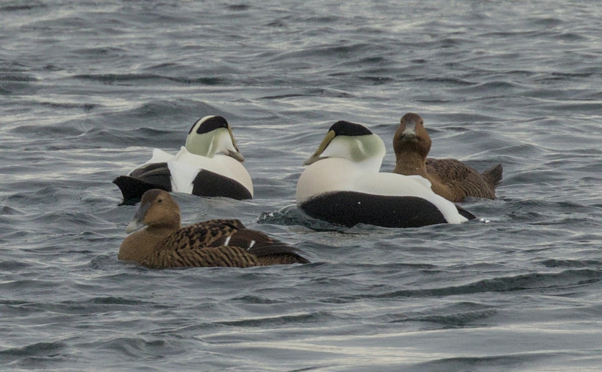 Common Eider - ML646784924