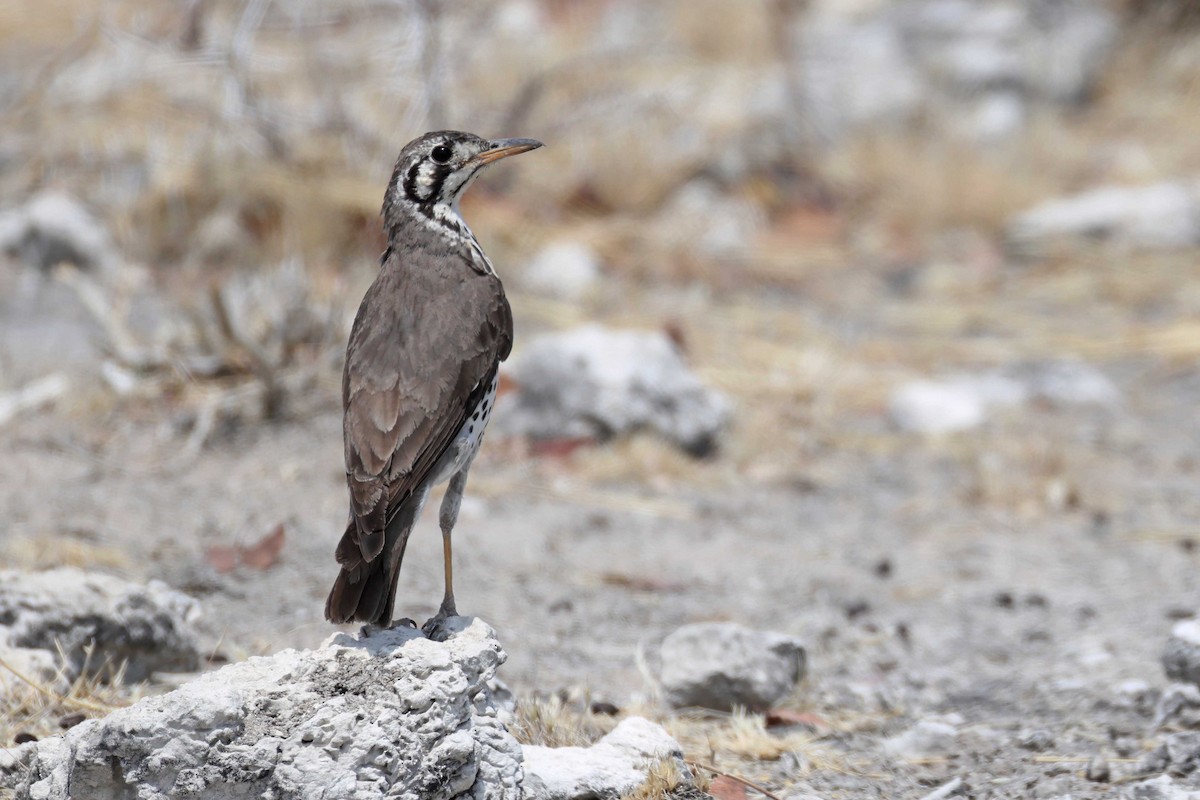 Groundscraper Thrush - ML646784925