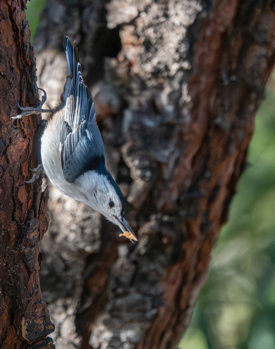White-breasted Nuthatch - ML646784926