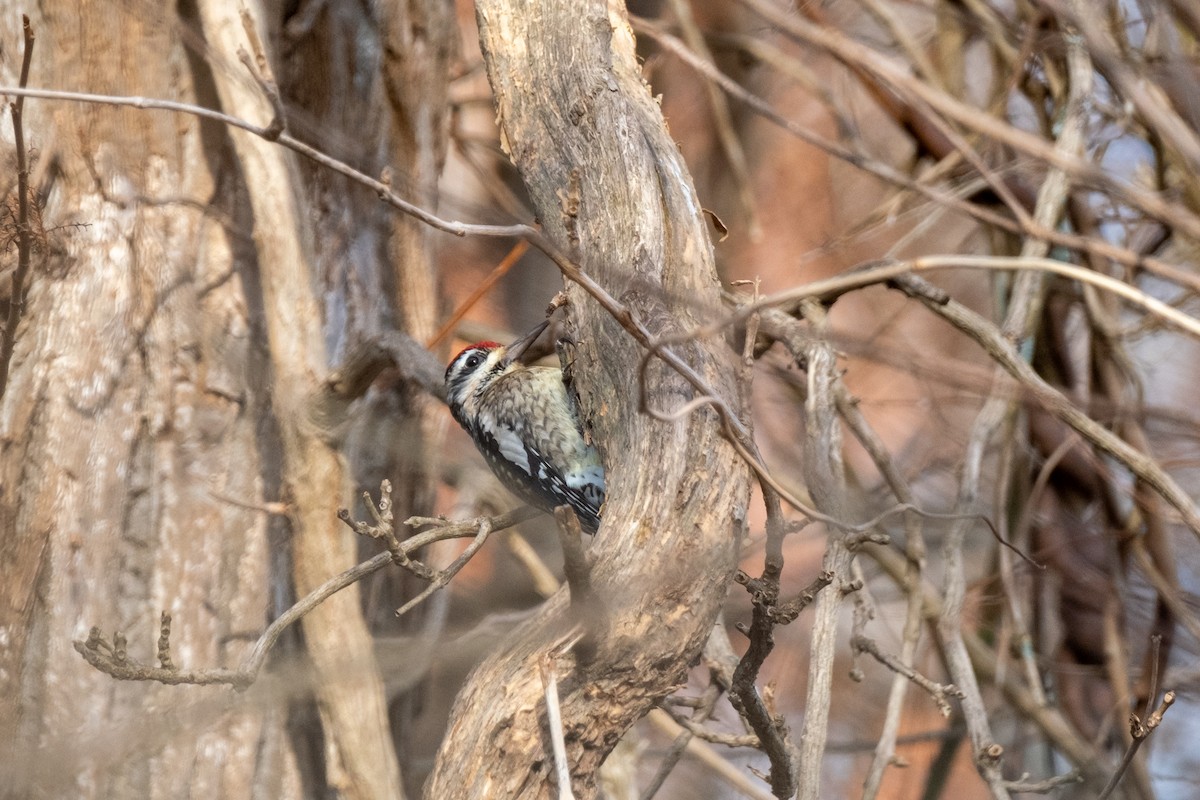 Yellow-bellied Sapsucker - ML646784939