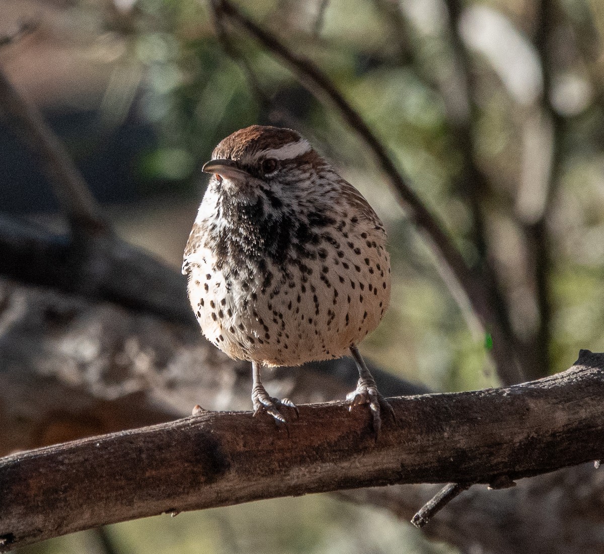 Cactus Wren - ML646784940