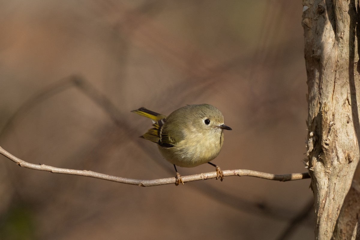 Ruby-crowned Kinglet - ML646784941