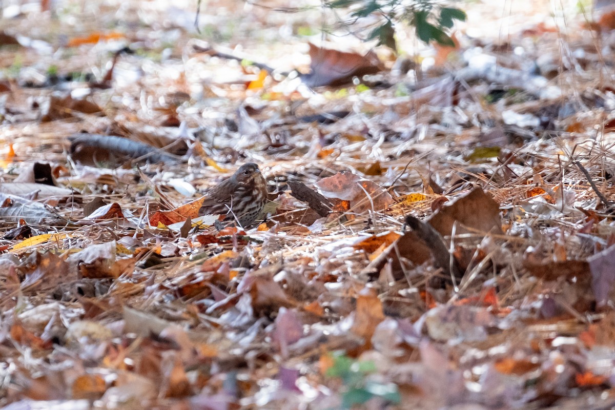 Fox Sparrow - ML646784943