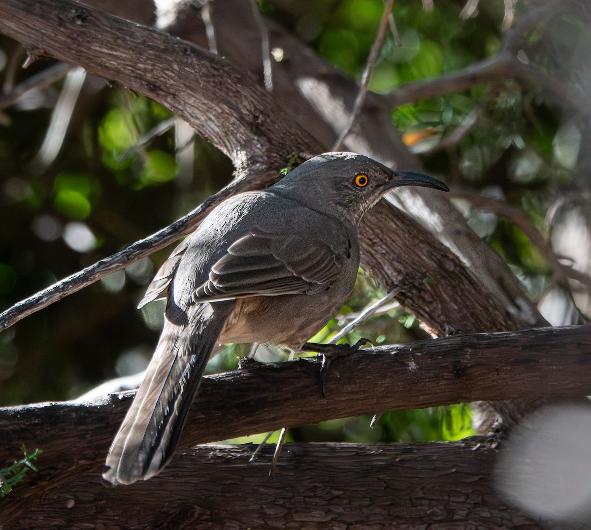 Curve-billed Thrasher - ML646784944