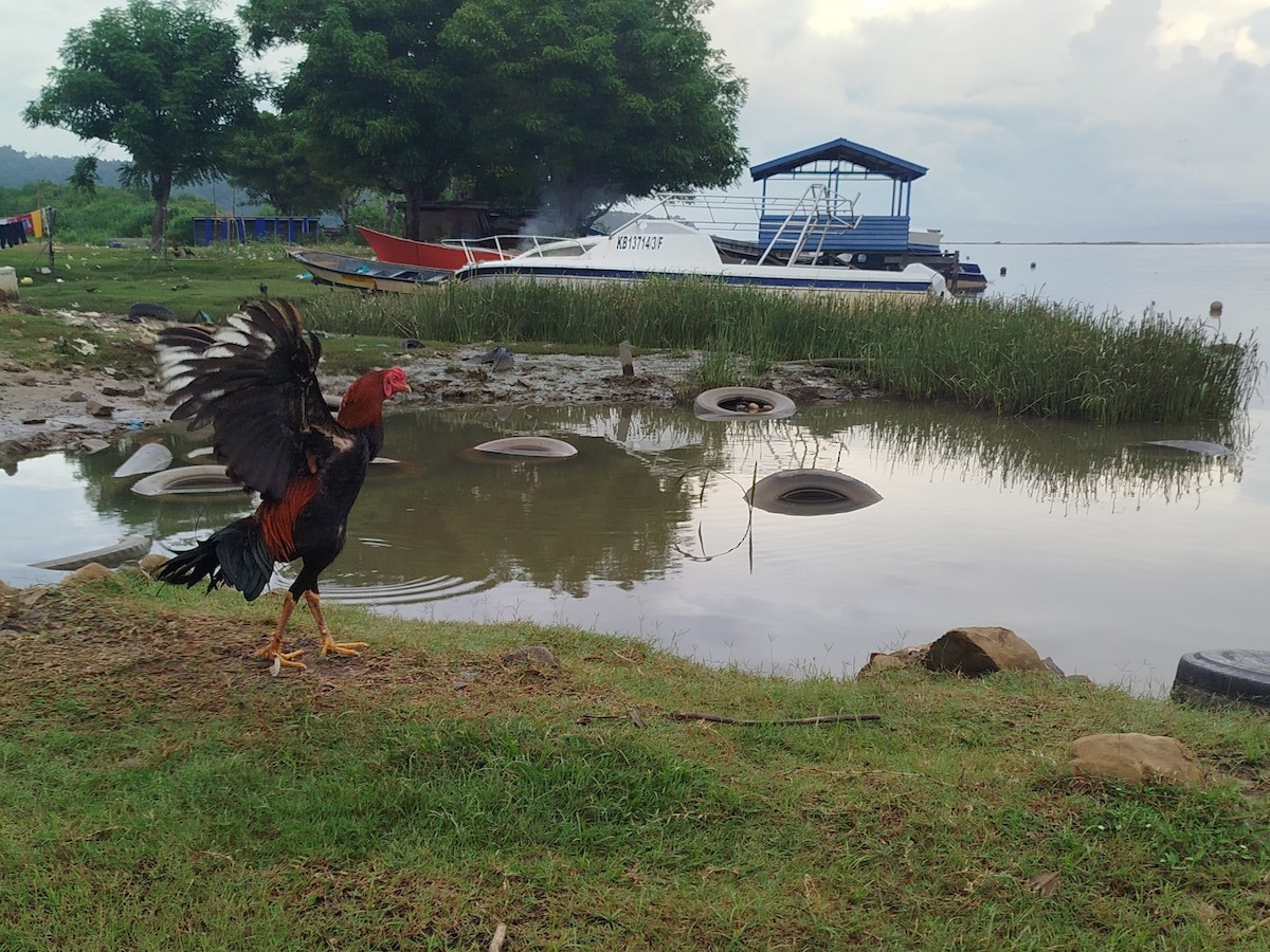 Animals - ML646784949