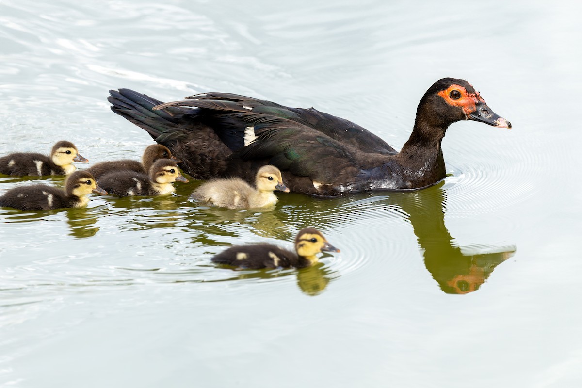 疣鼻棲鴨 - ML646784953