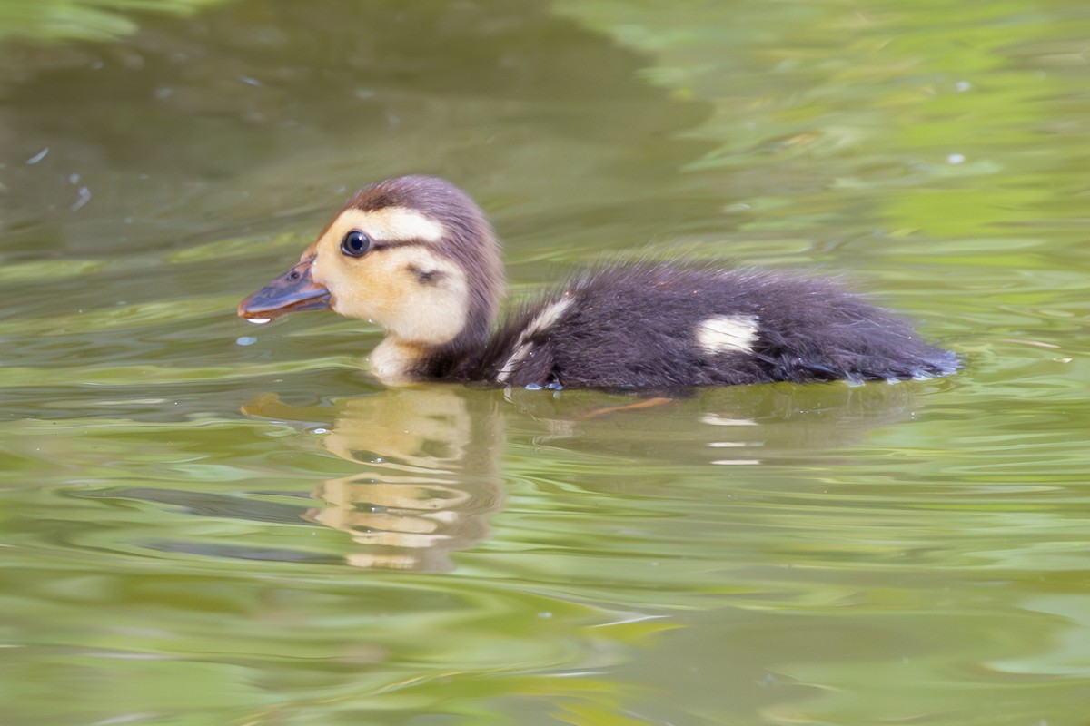 疣鼻棲鴨 - ML646784954