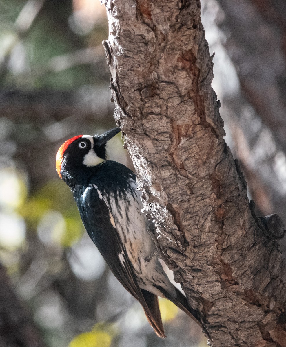 Acorn Woodpecker - ML646784955
