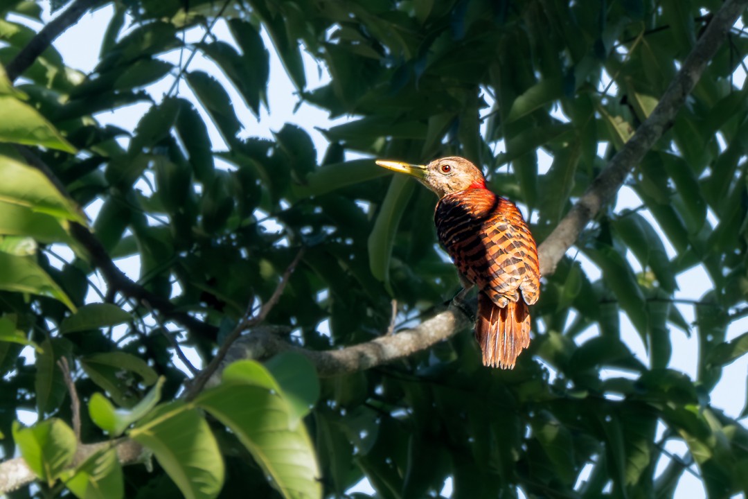 Bay Woodpecker - ML646784956