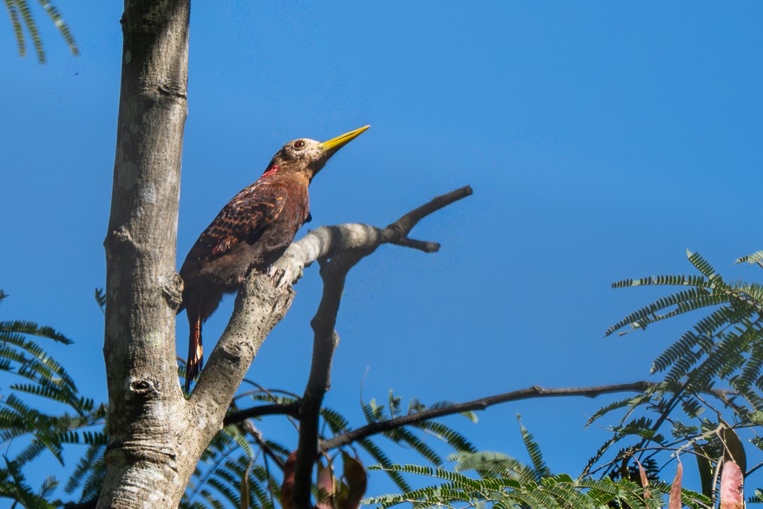 Bay Woodpecker - ML646784957