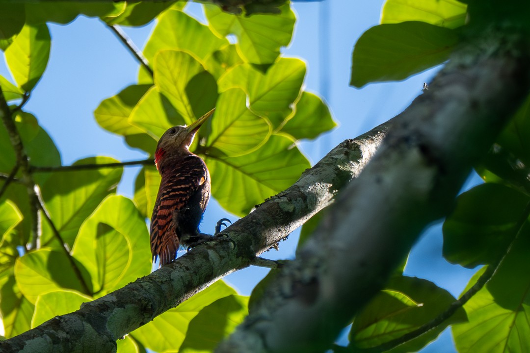 Bay Woodpecker - ML646784958