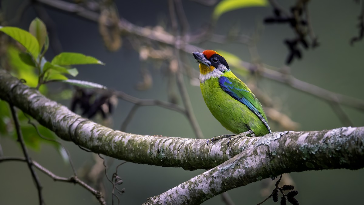 Golden-throated Barbet - ML646784959