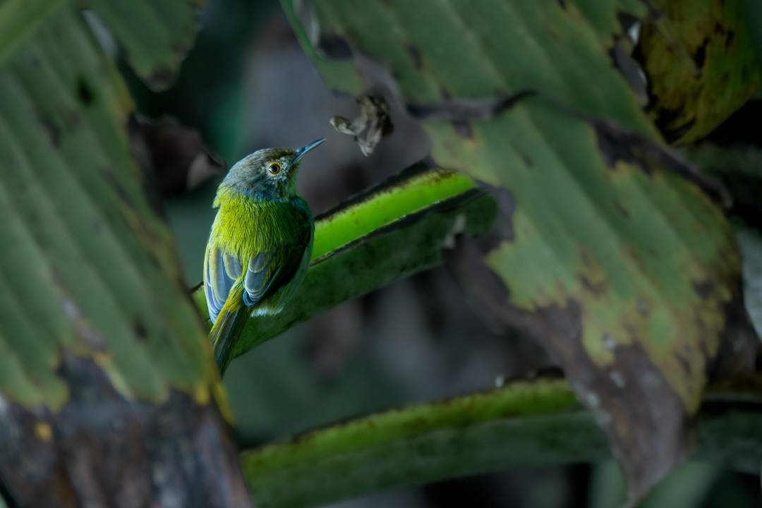 Common Tailorbird - ML646784960