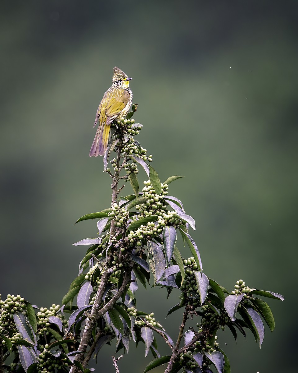 Striated Bulbul - ML646784961