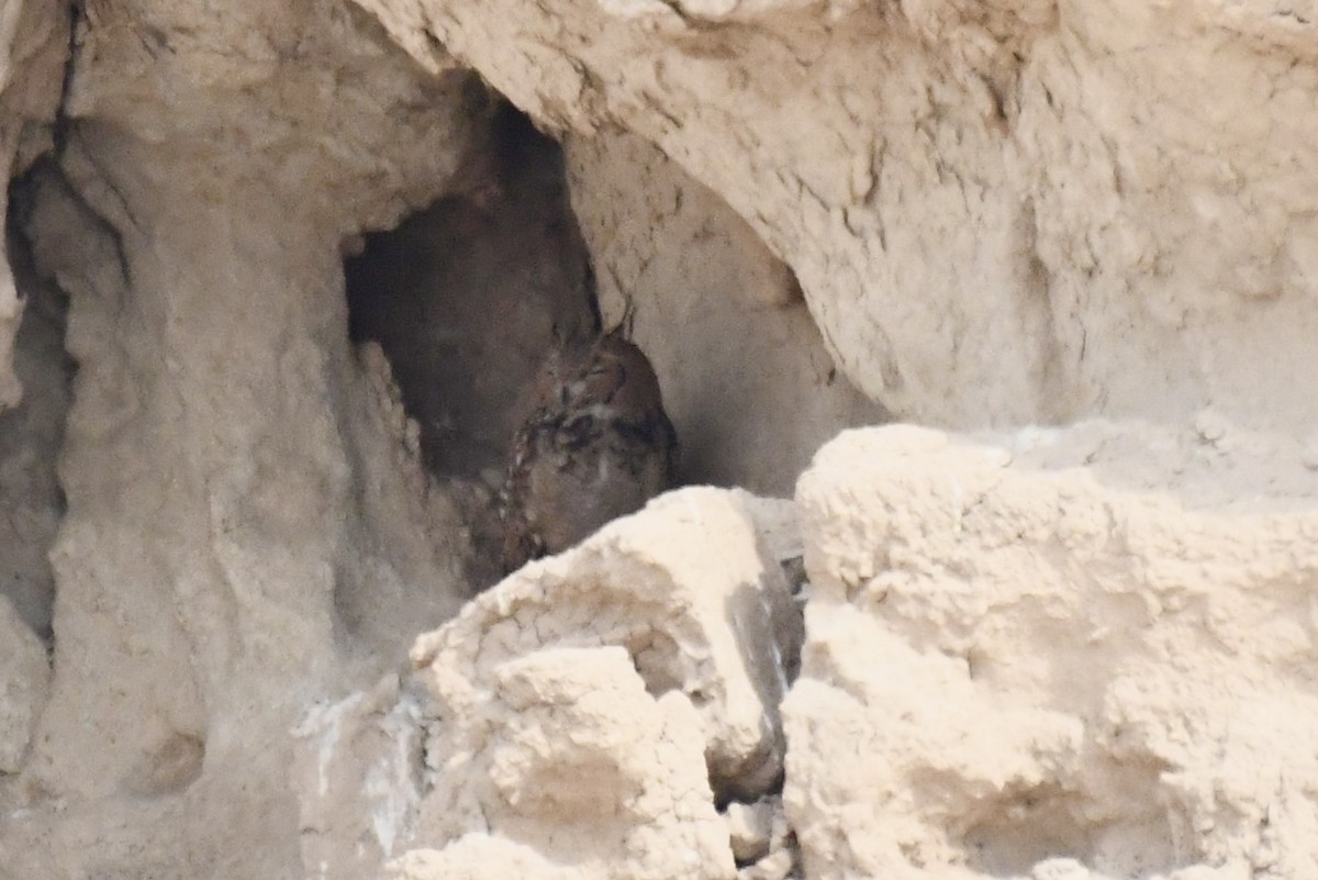 Пугач пустельний - ML646784965