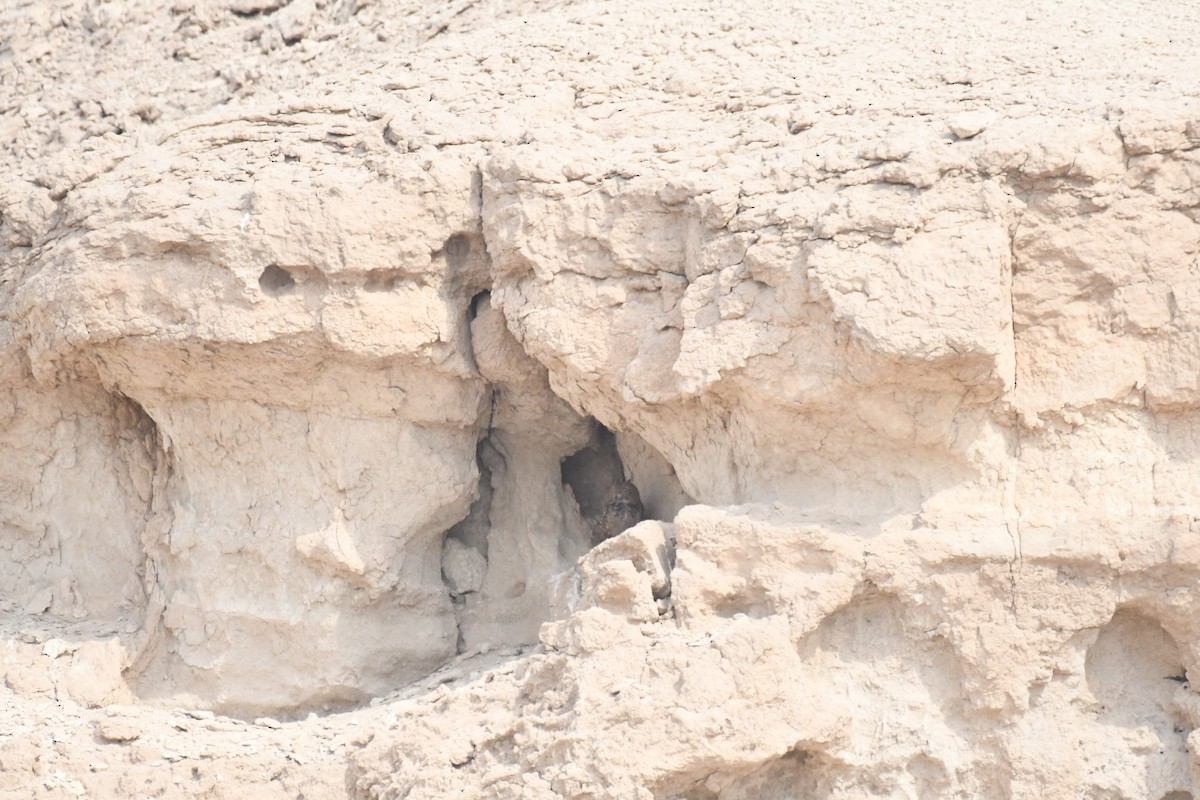 Пугач пустельний - ML646784966