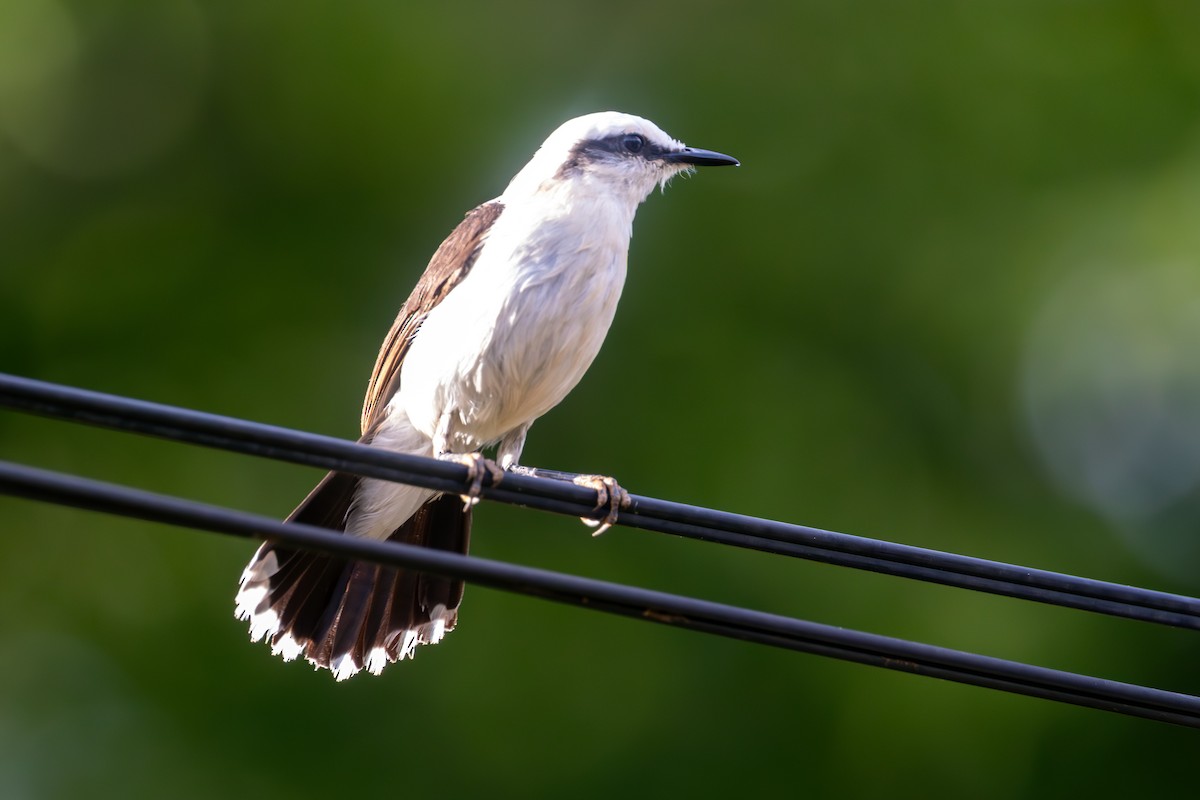 Masked Water-Tyrant - ML646784968