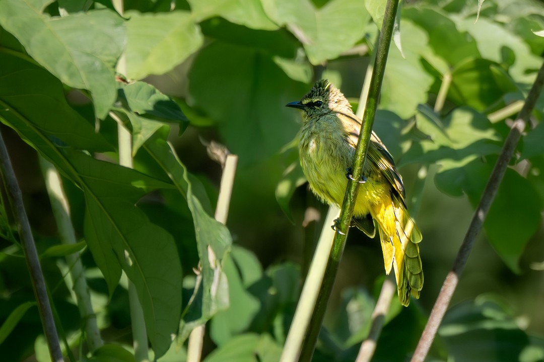Flavescent Bulbul - ML646784969