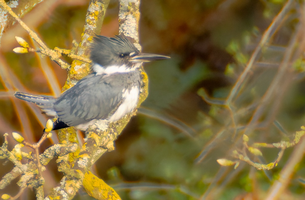 アメリカヤマセミ - ML646784977