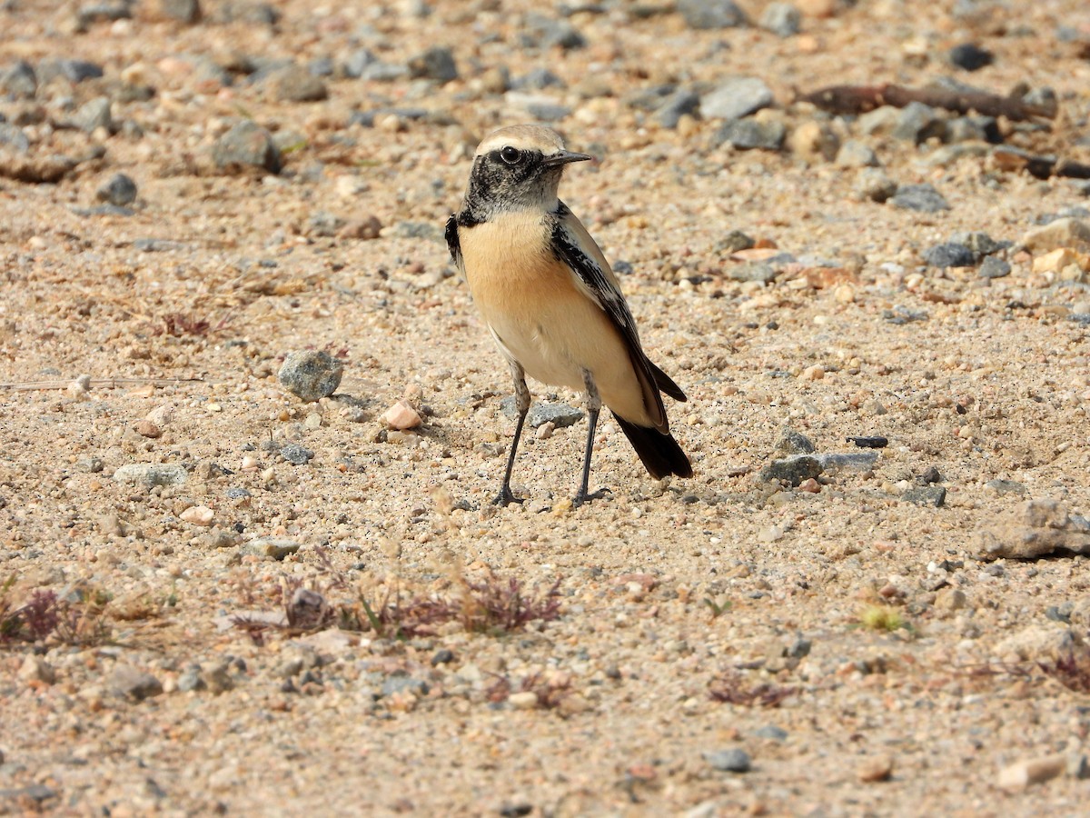 Desert Wheatear - ML646784979