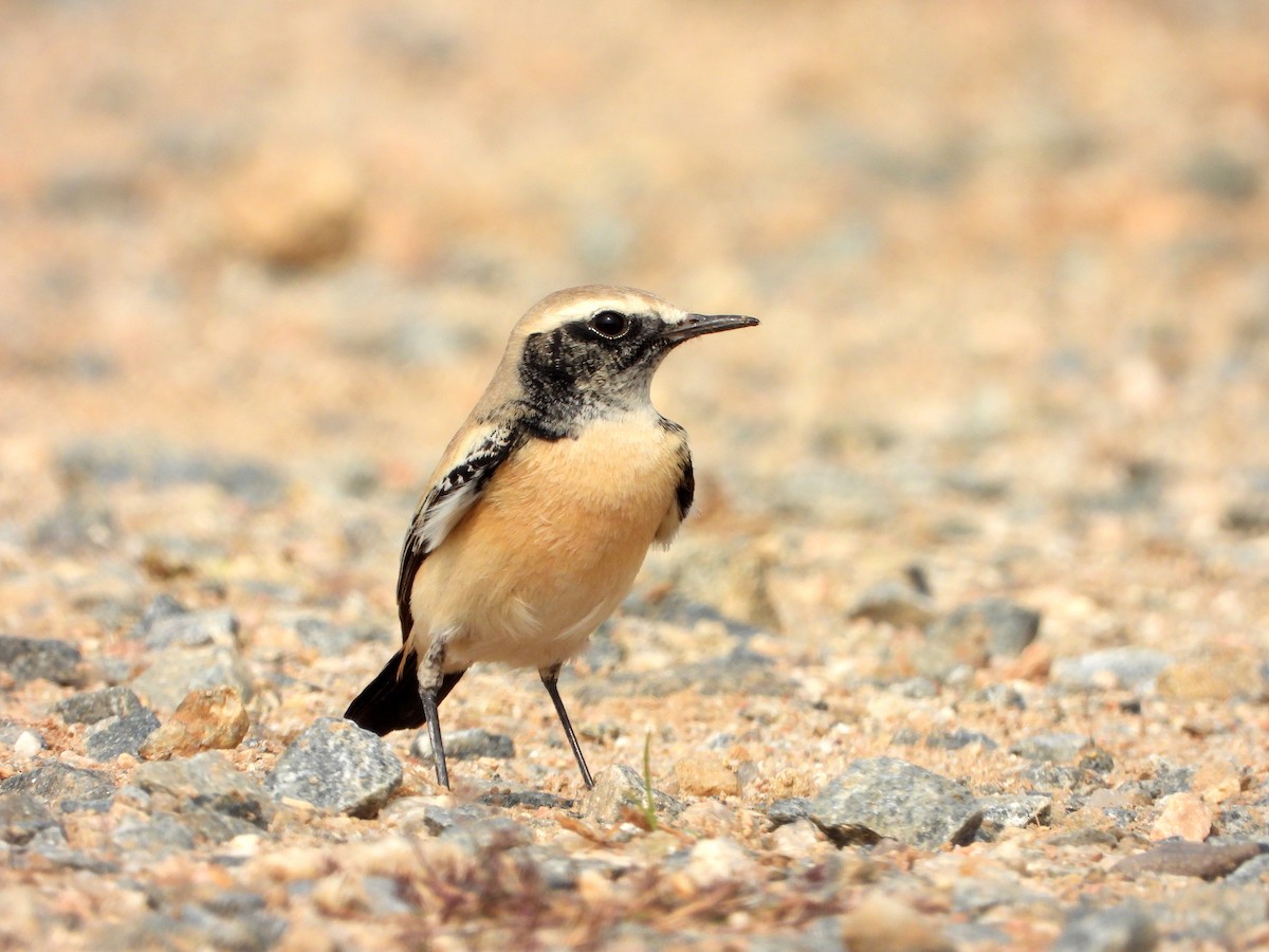 Desert Wheatear - ML646784980