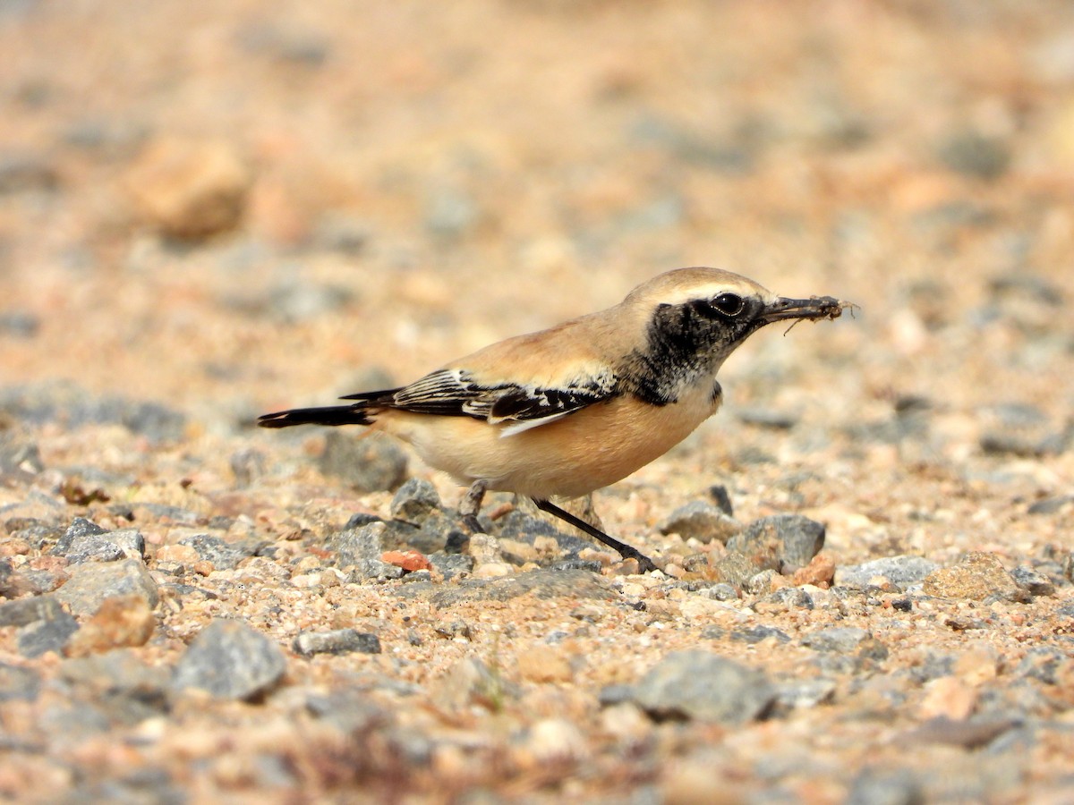 Desert Wheatear - ML646784981