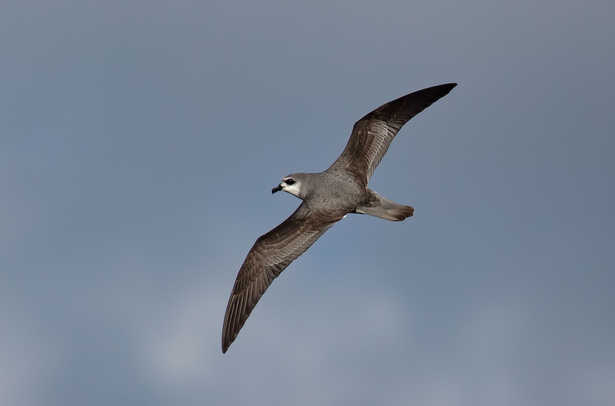 Black-winged Petrel - ML646784984