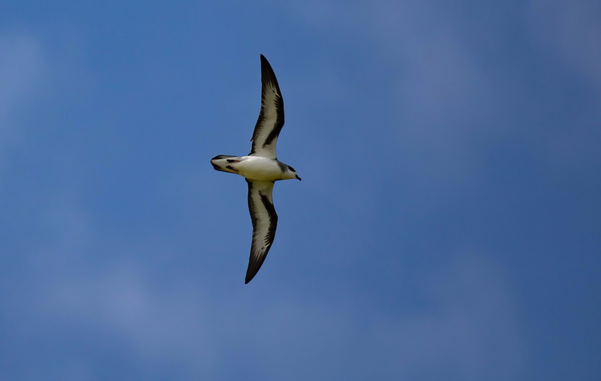 Black-winged Petrel - ML646784985