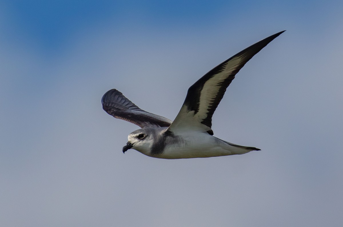 Black-winged Petrel - ML646784986