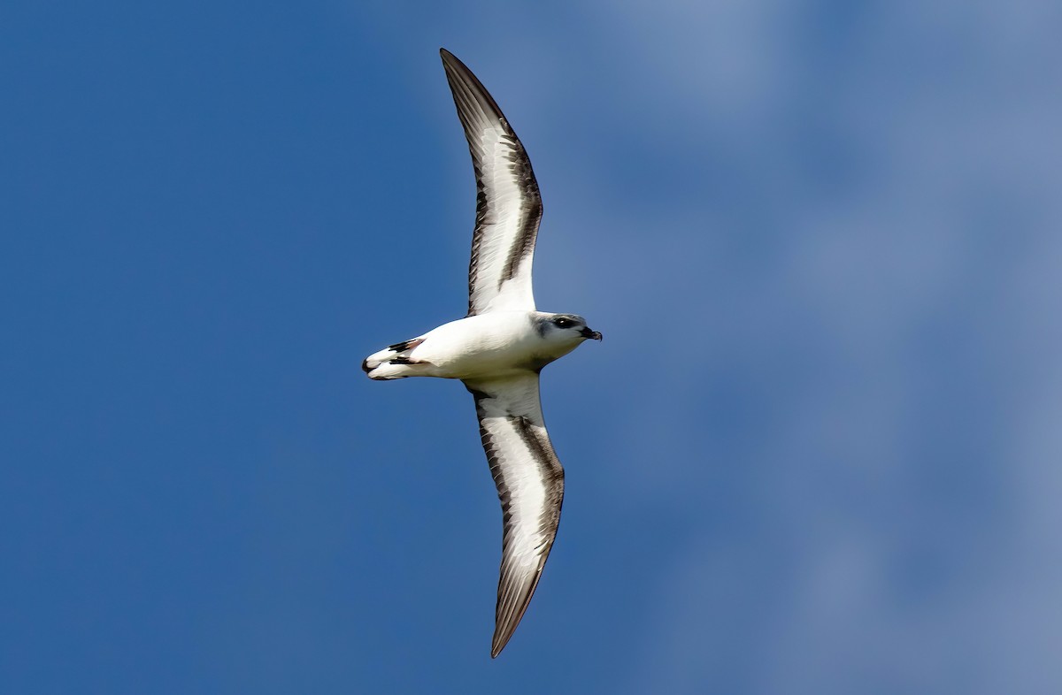 Black-winged Petrel - ML646784987
