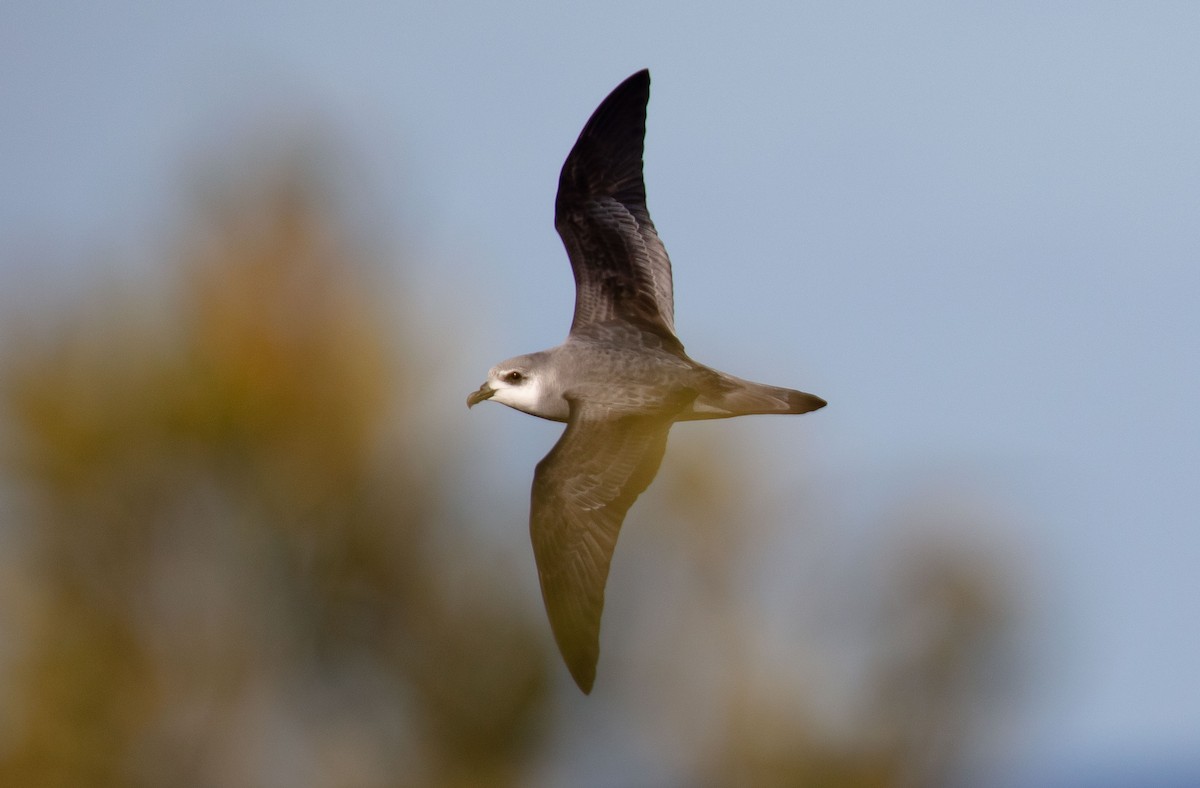 Black-winged Petrel - ML646784988
