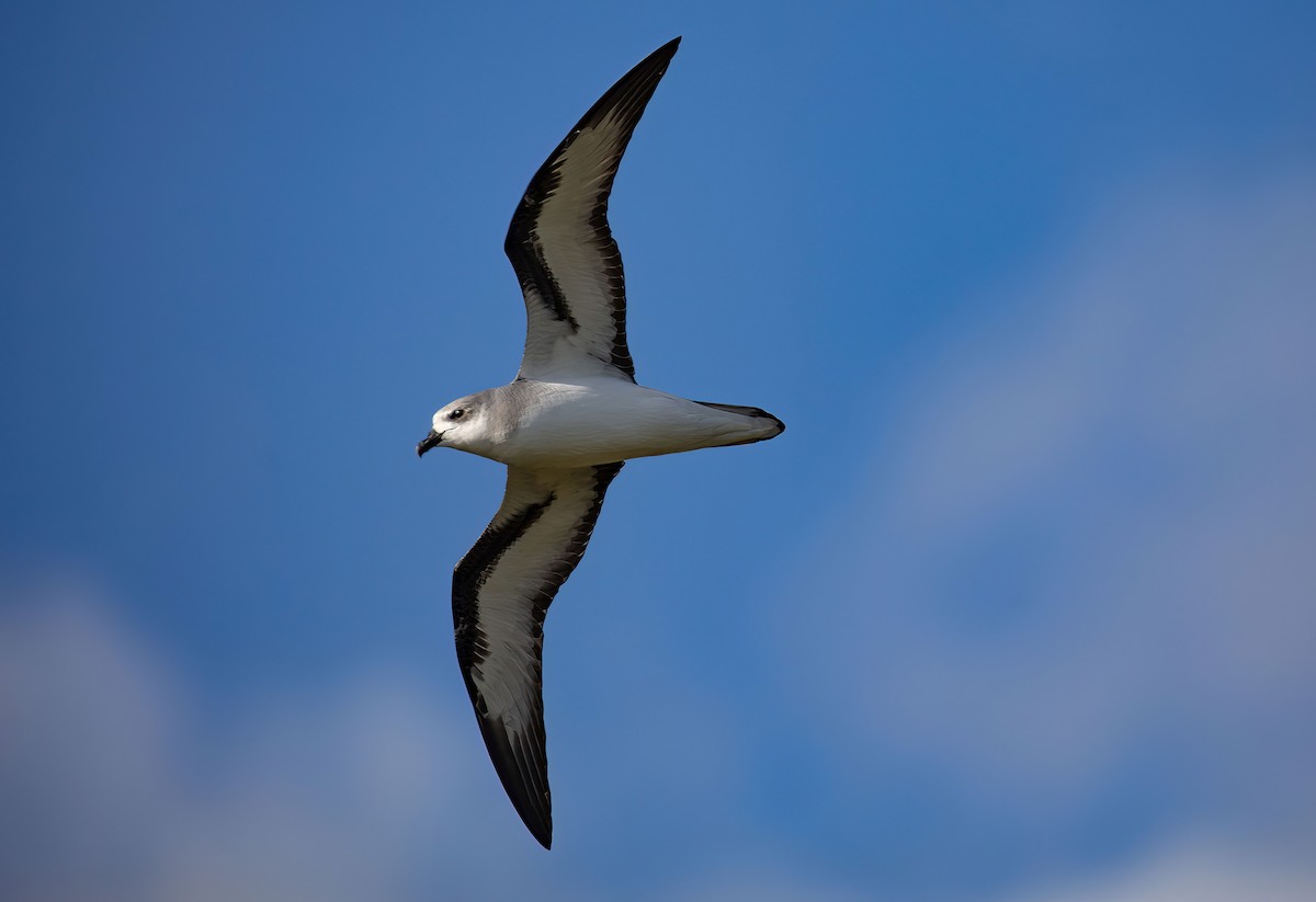 Black-winged Petrel - ML646784989