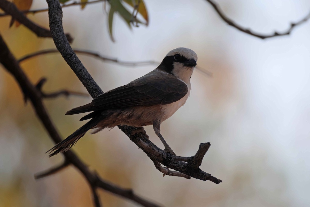 White-crowned Shrike - ML646784990