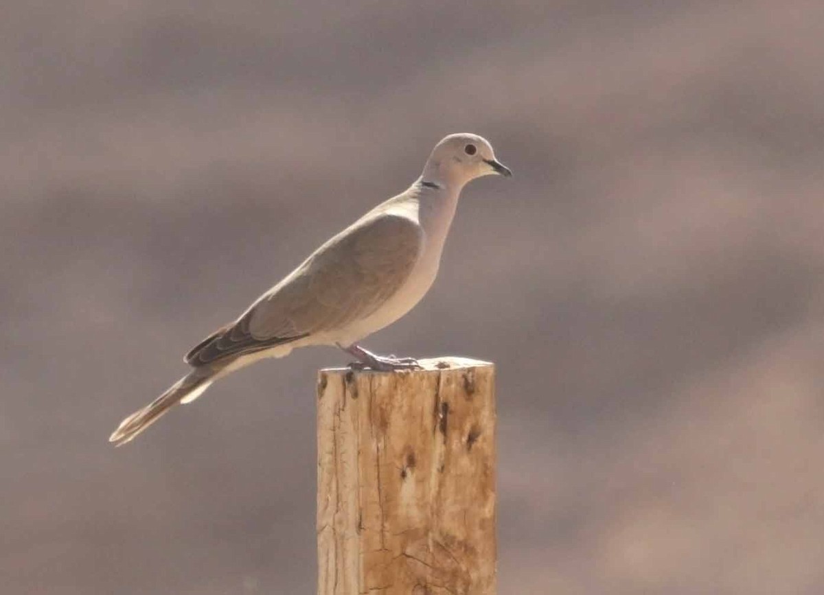 Сахельская горлица - ML646784991