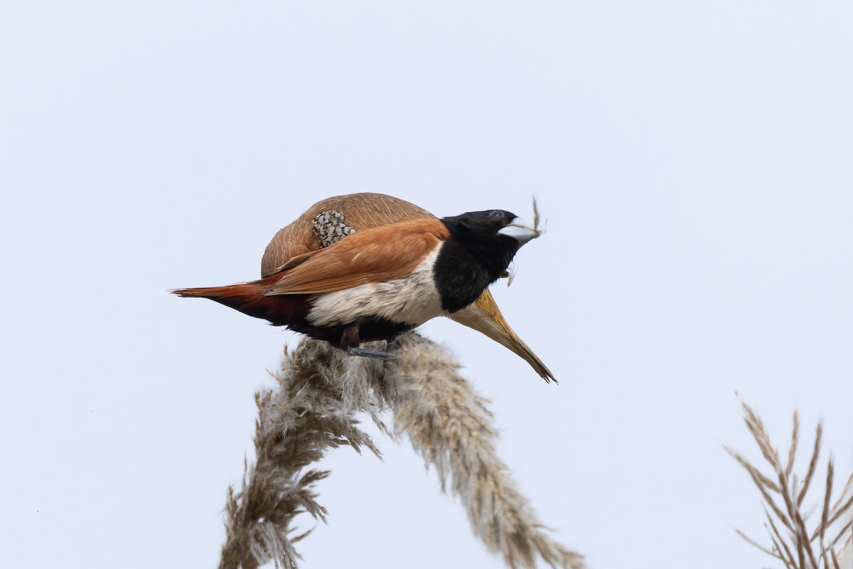 Tricolored Munia - ML646784992
