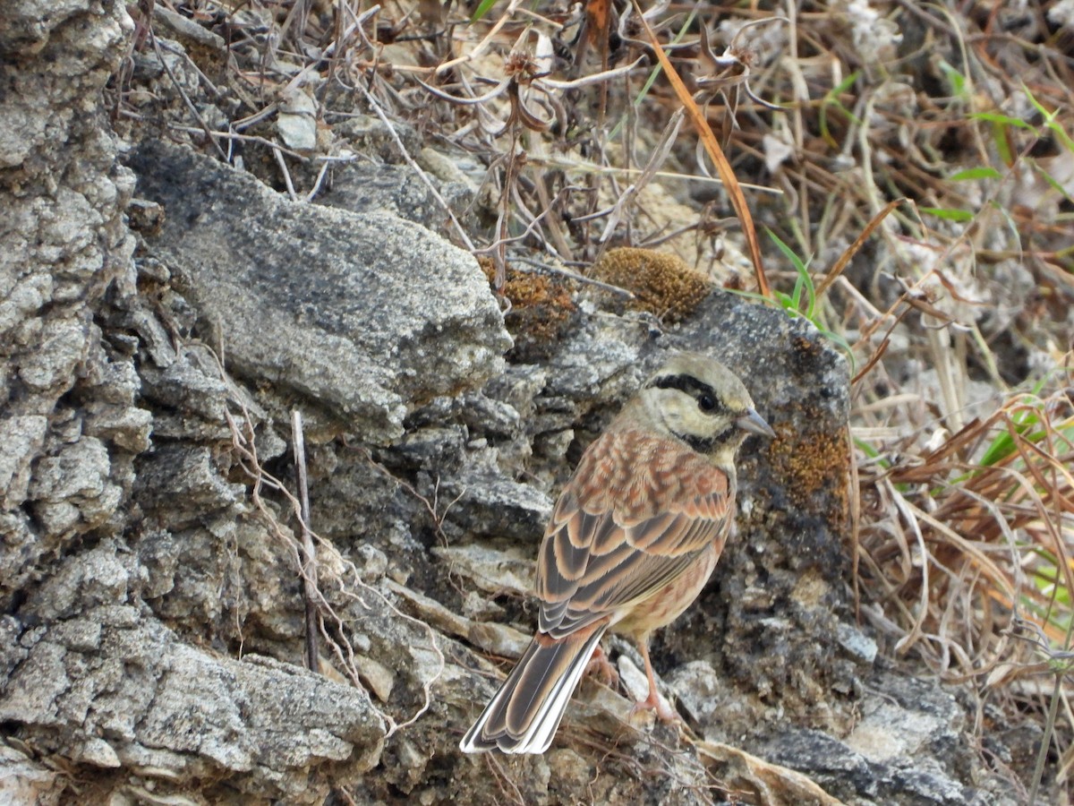 White-capped Bunting - ML646784993