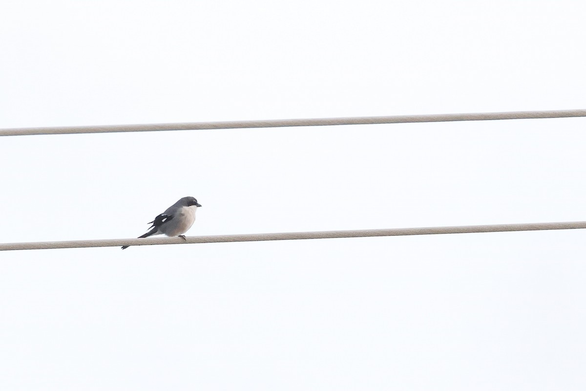 Pie-grièche méridionale - ML646784995