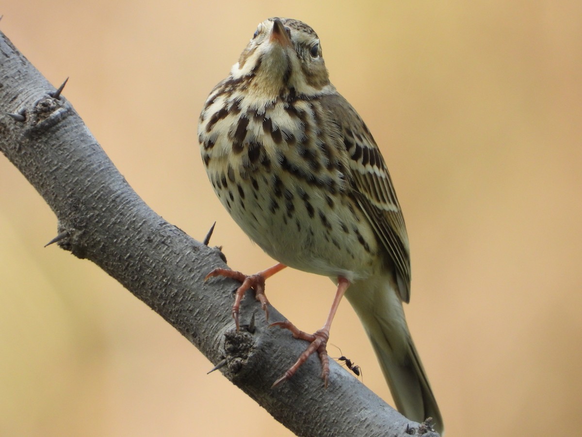 Tree Pipit - ML646784996