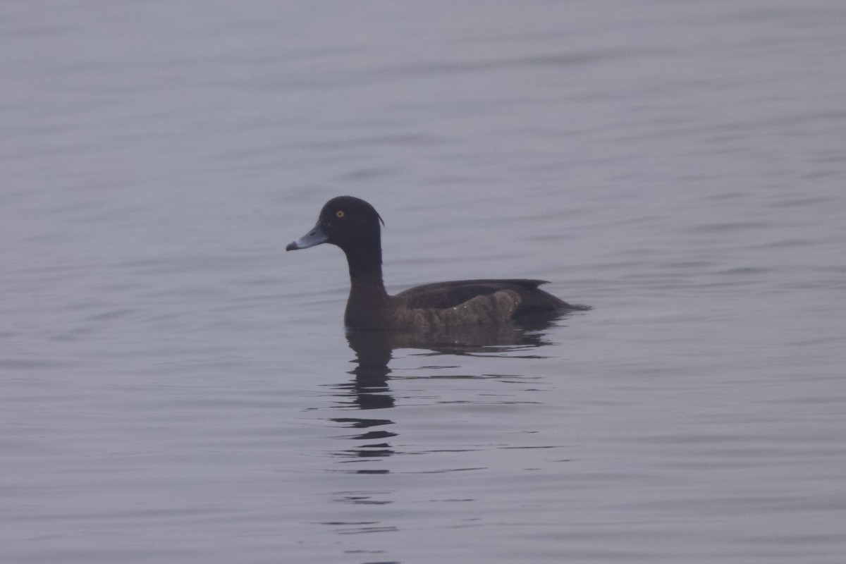 Moretta - ML646784997